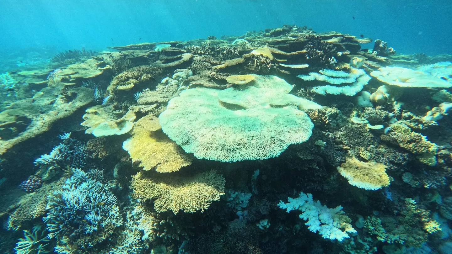 水納島体験ダイビング