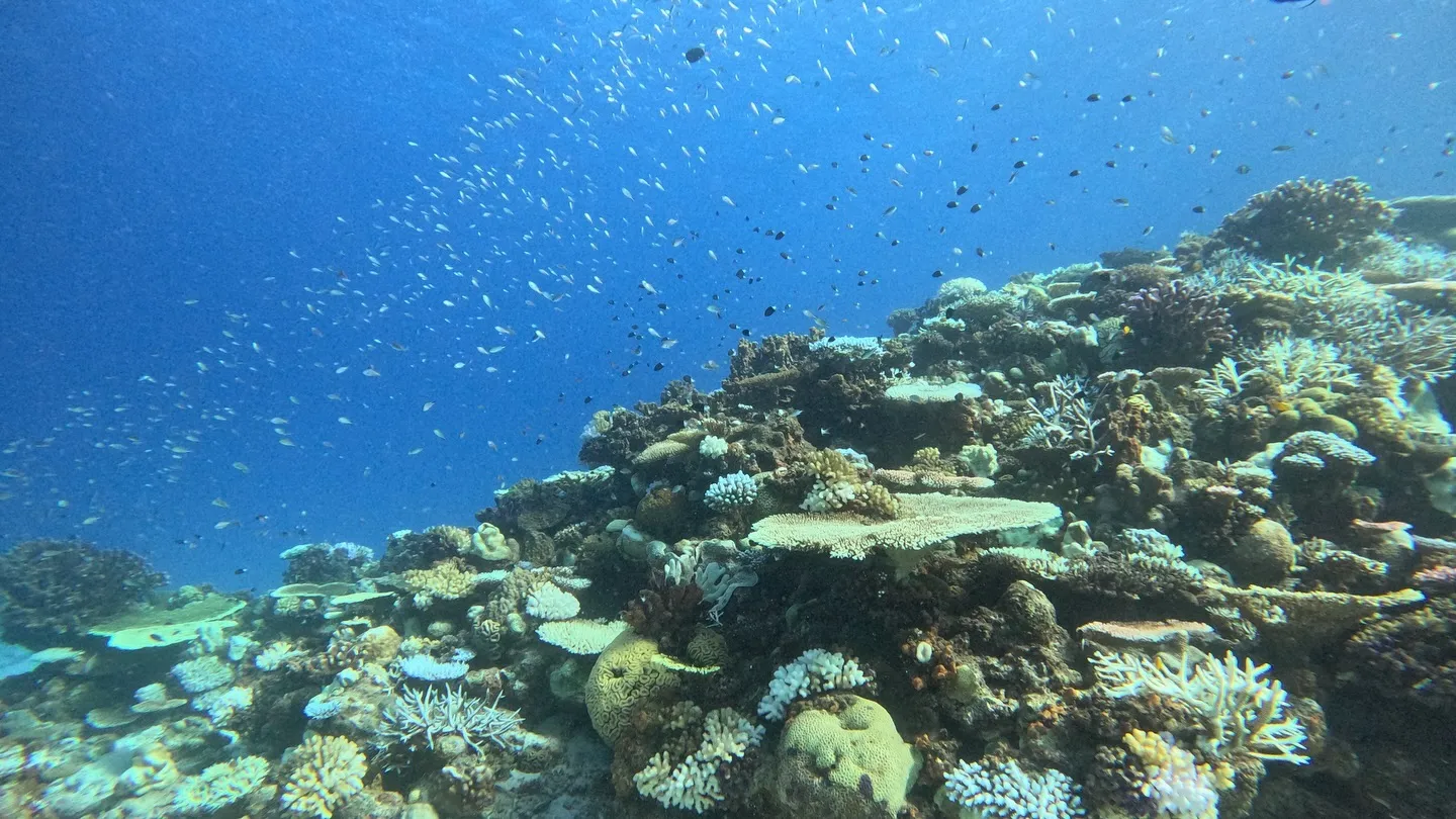 水納島体験ダイビング