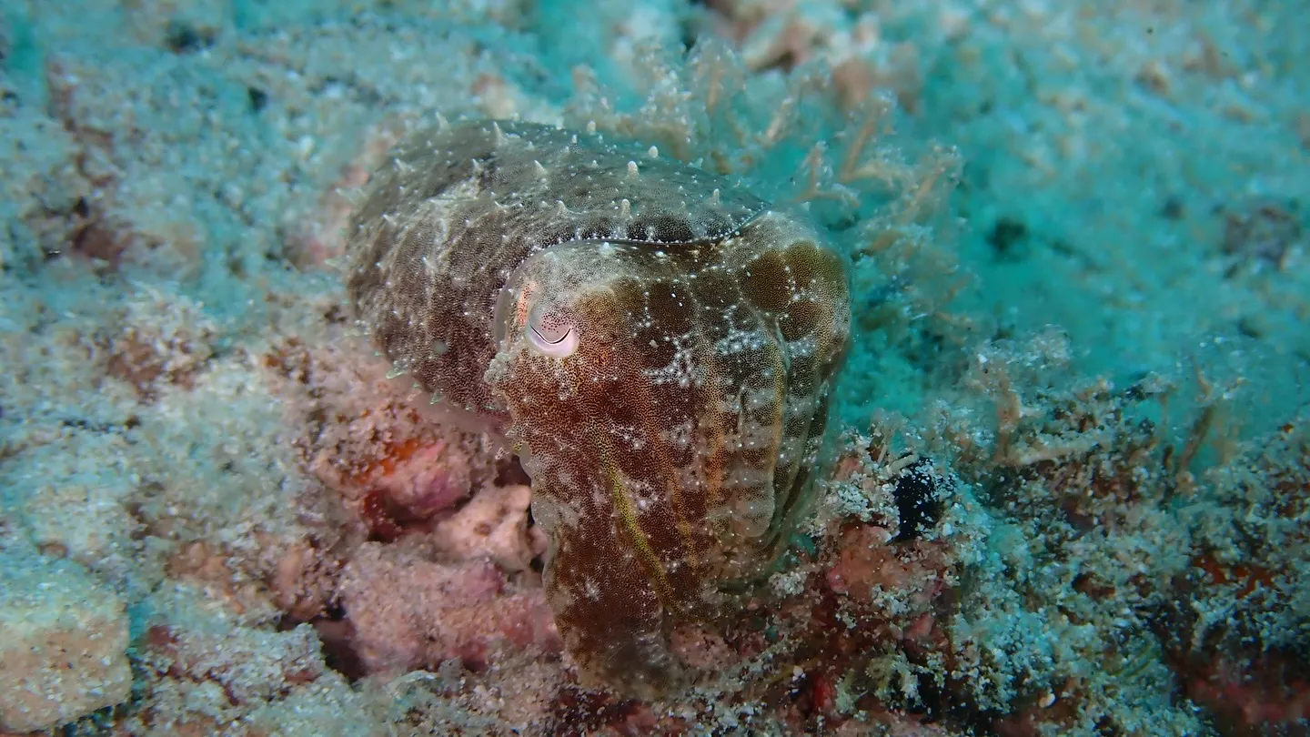 こぶしサイズのクブシミ🦑