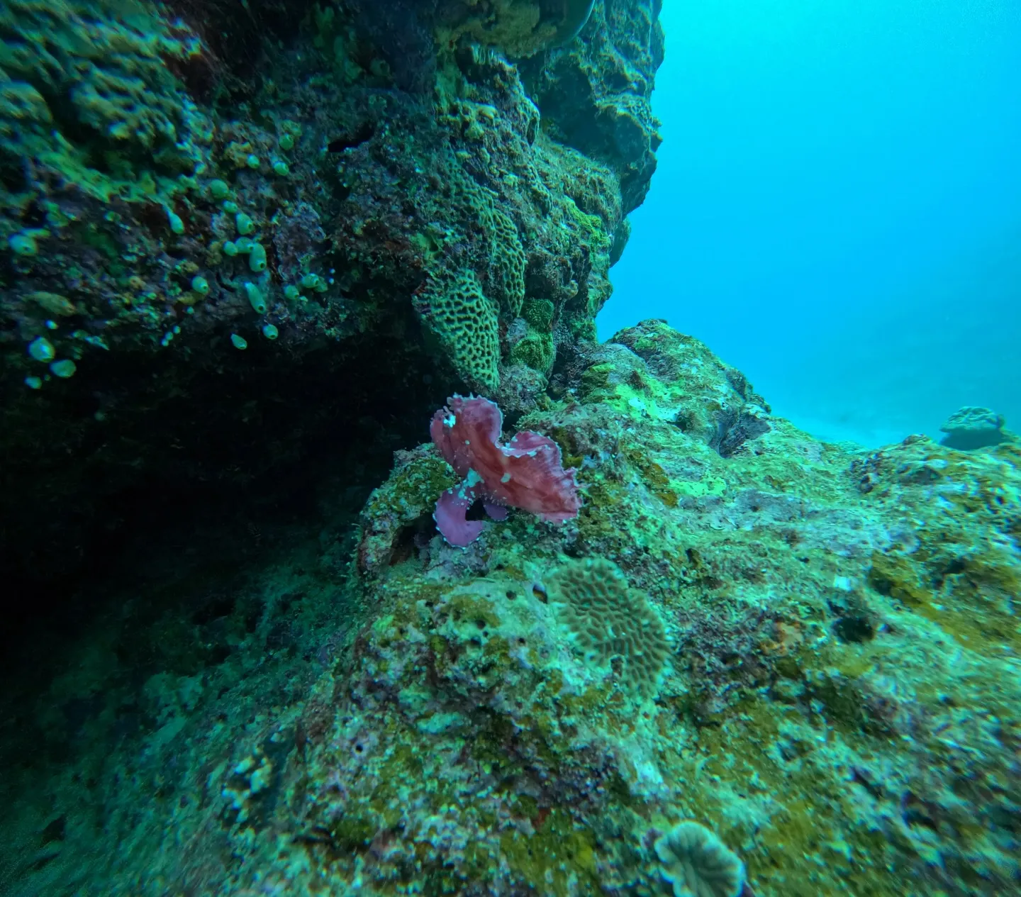 瀬底島ファンダイビング