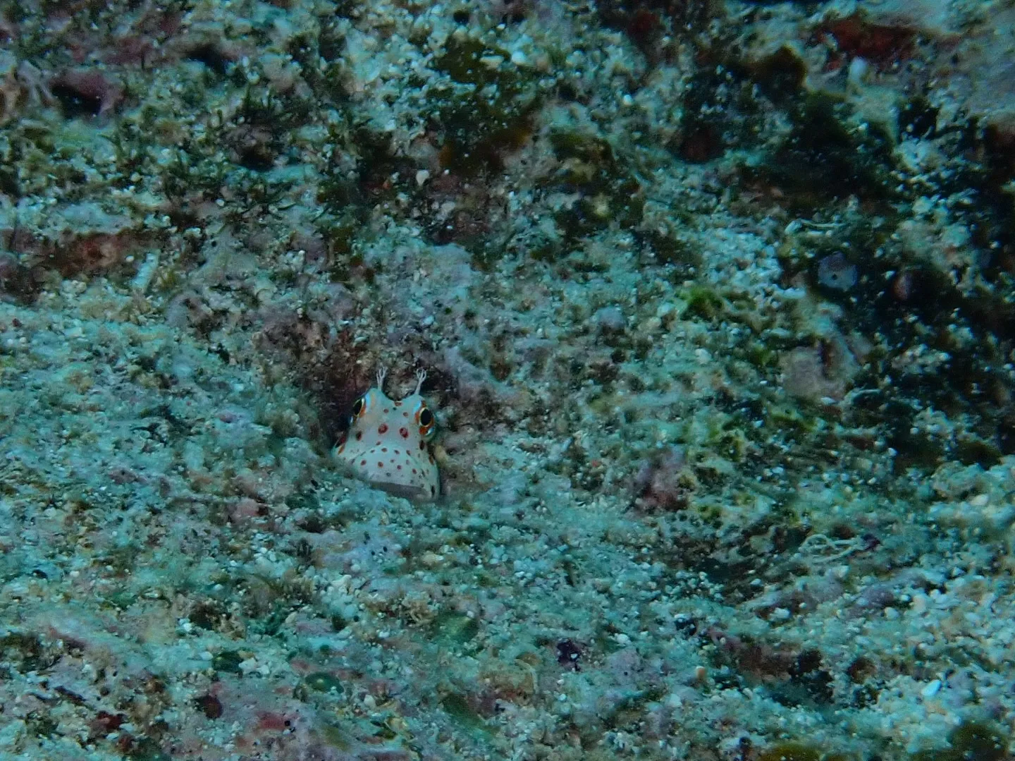 今帰仁産モンツキカエルウオ