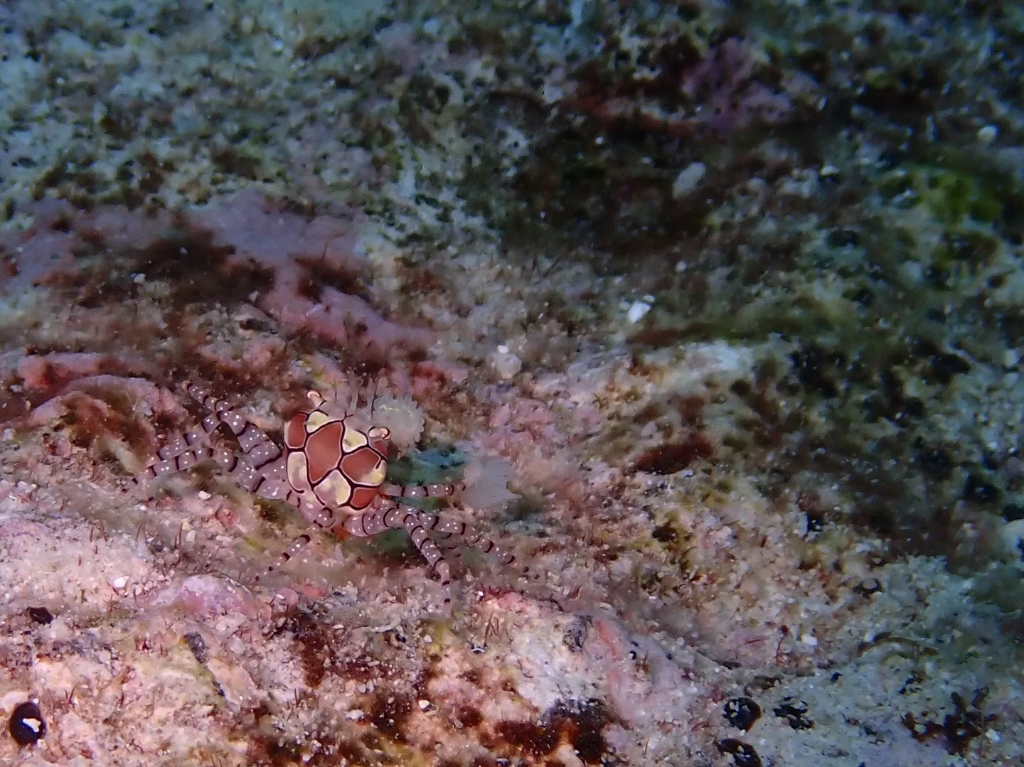 今帰仁産モンツキカエルウオ