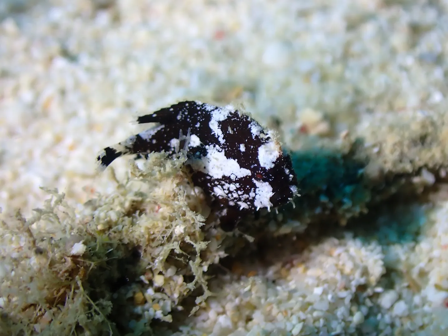 ゴリラチョップでマクロダイビング✨