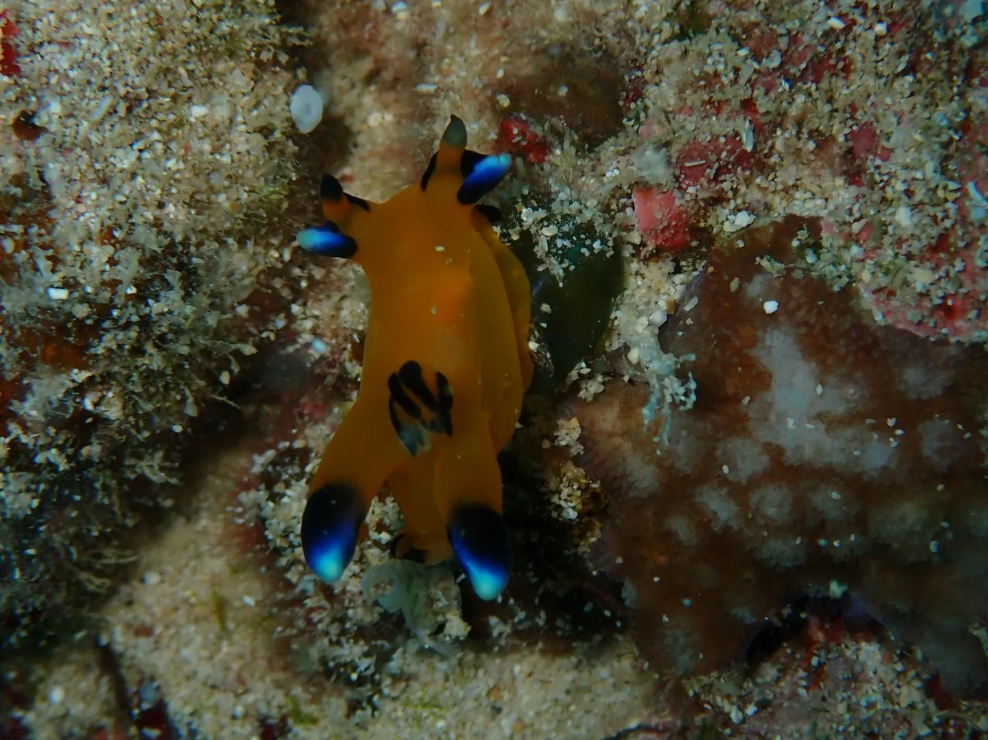 ゴリラチョップでマクロダイビング✨
