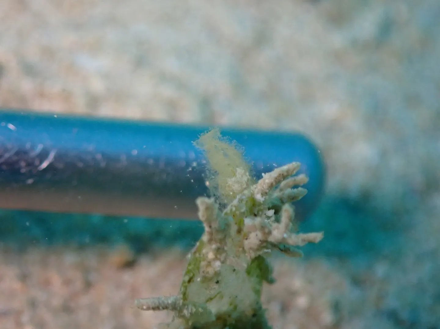 ゴリラチョップでマクロダイビング✨