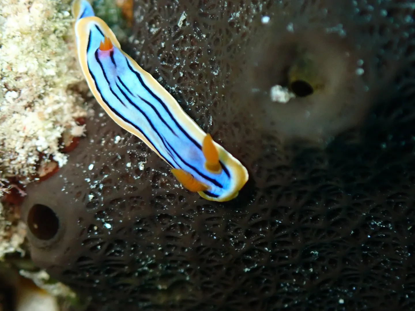 水納島、瀬底島マクロダイビング