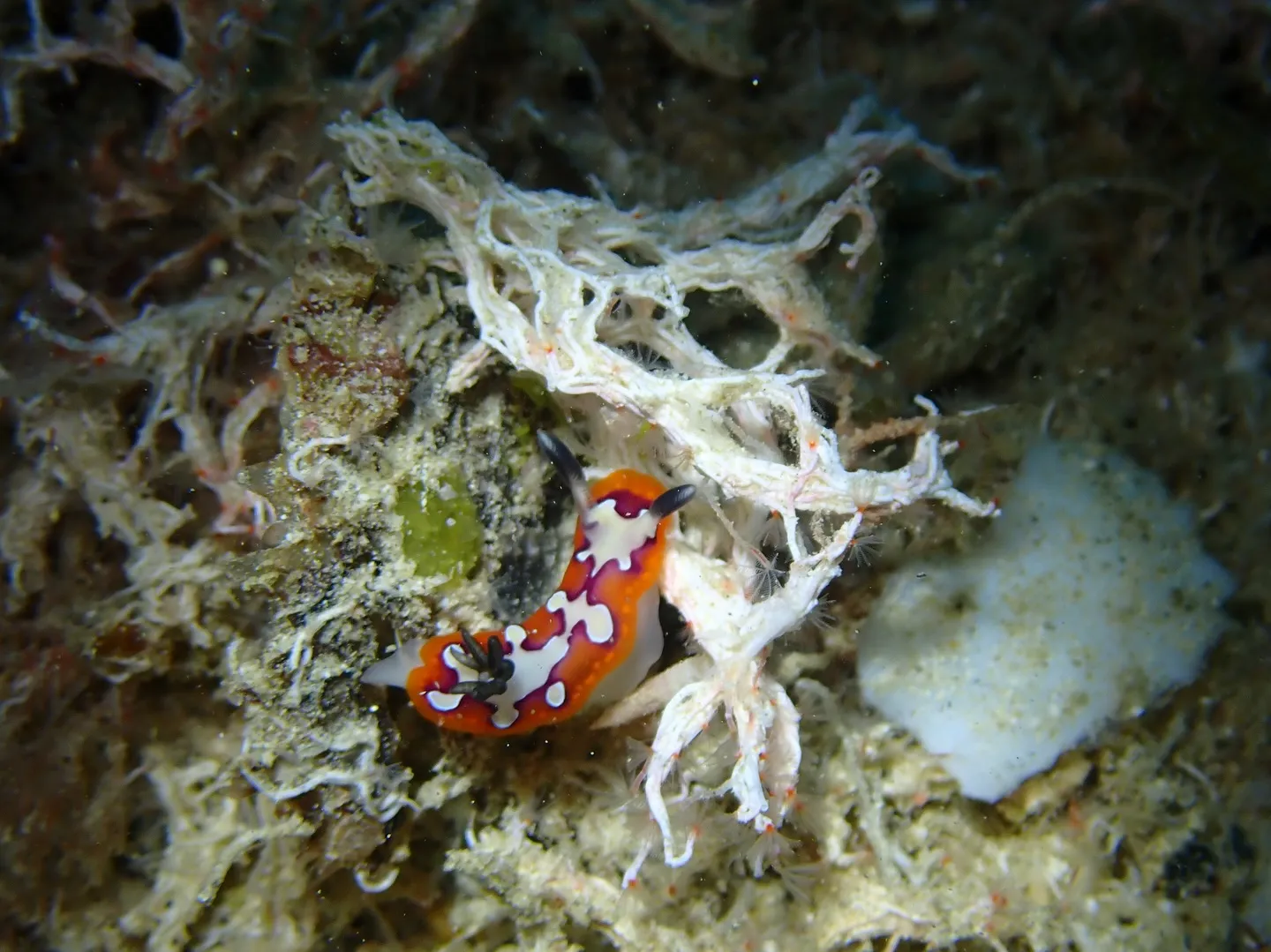 水納島、瀬底島マクロダイビング