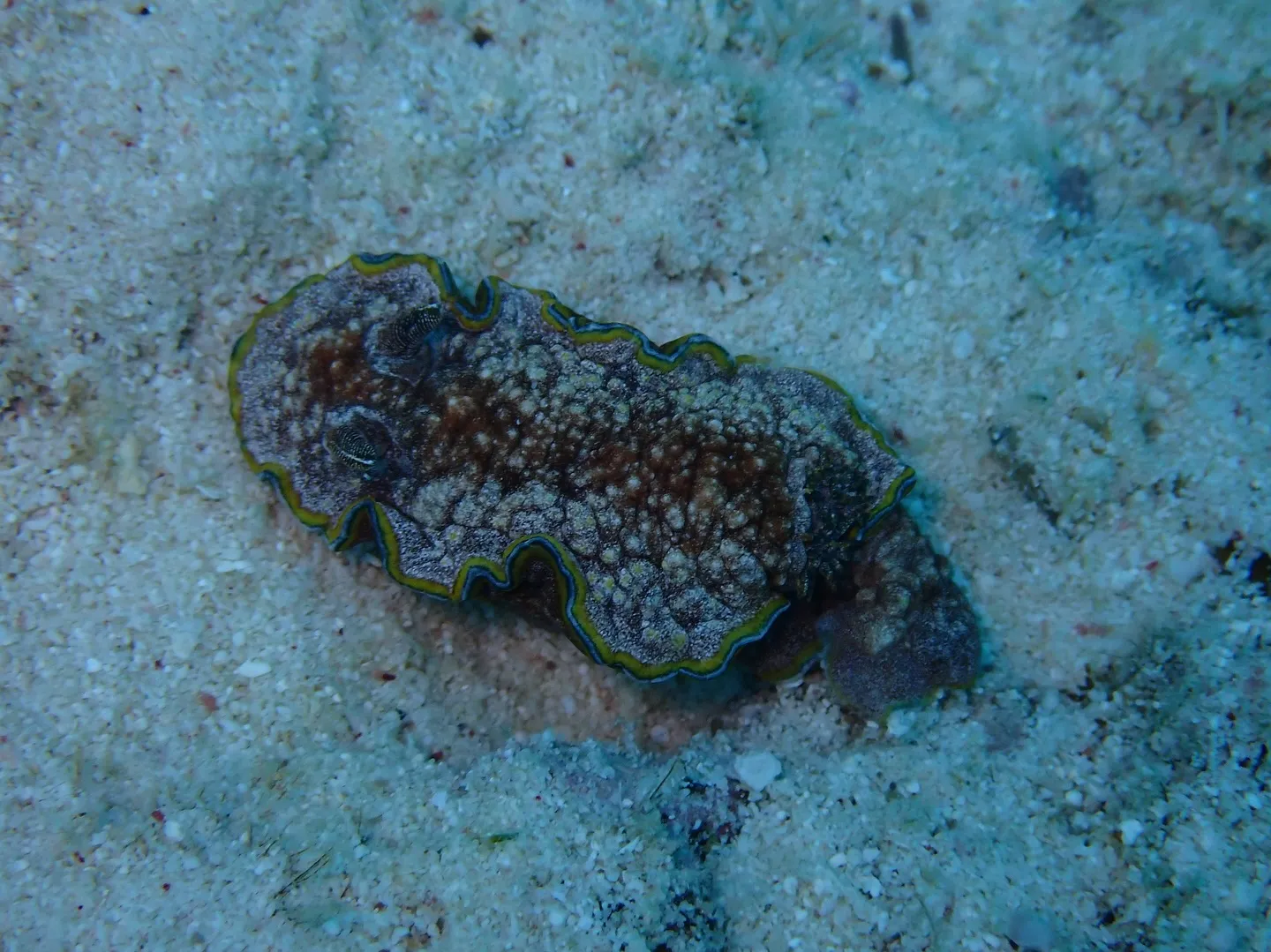 水納島、瀬底島マクロダイビング