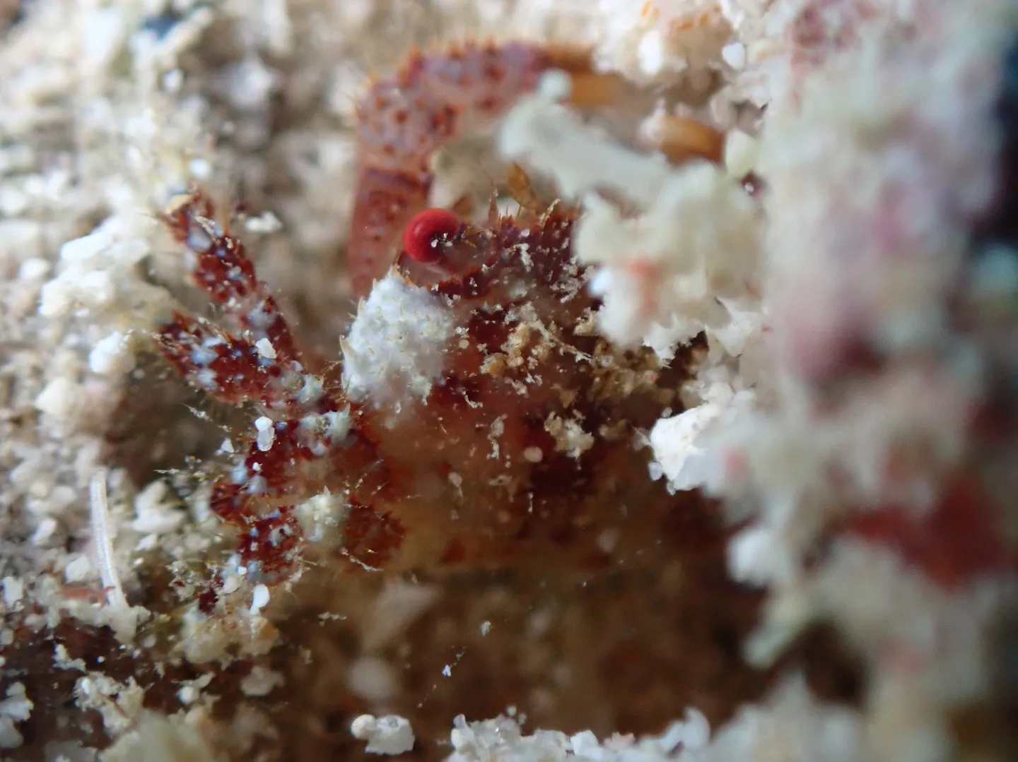 水納島、瀬底島マクロダイビング