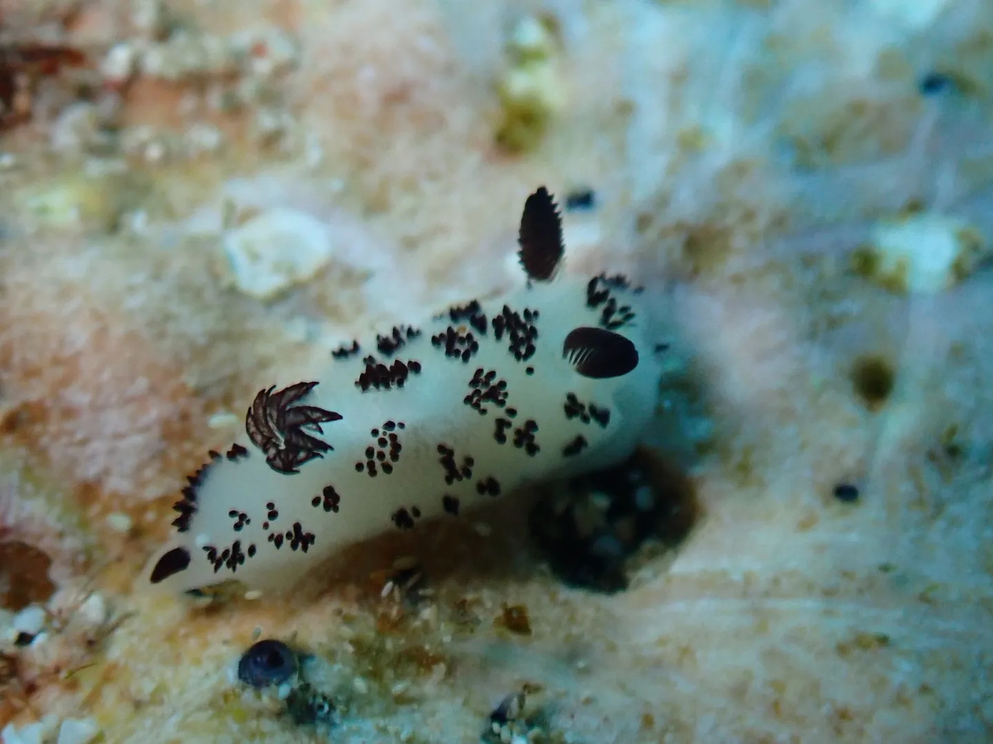 今帰仁マクロダイビング