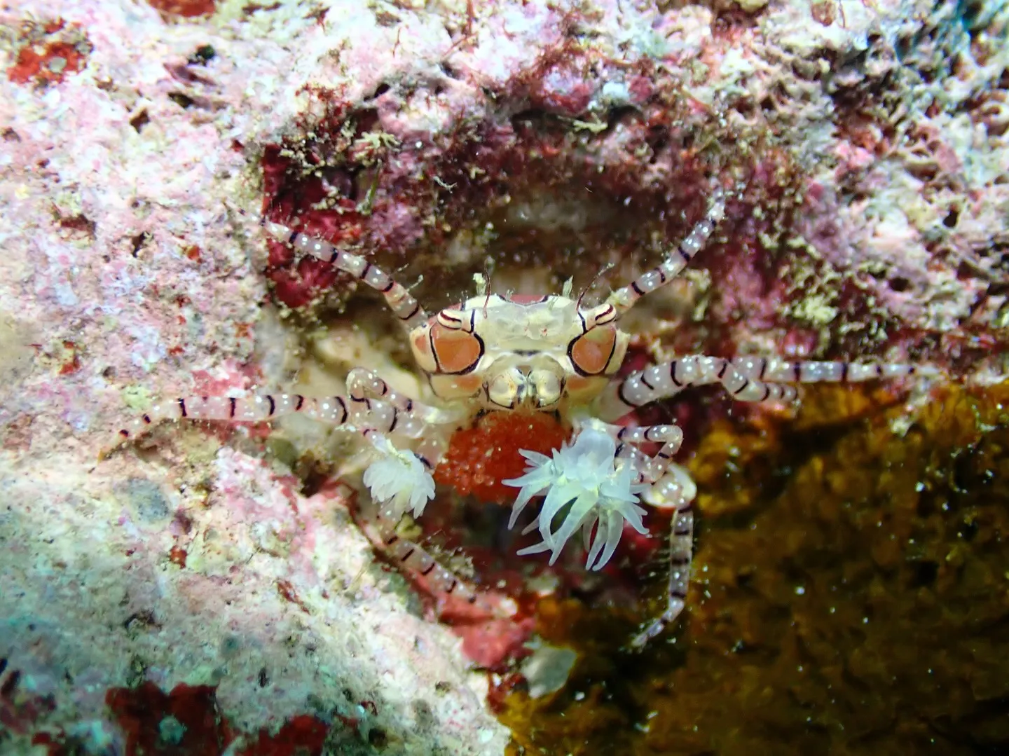 今帰仁マクロダイビング