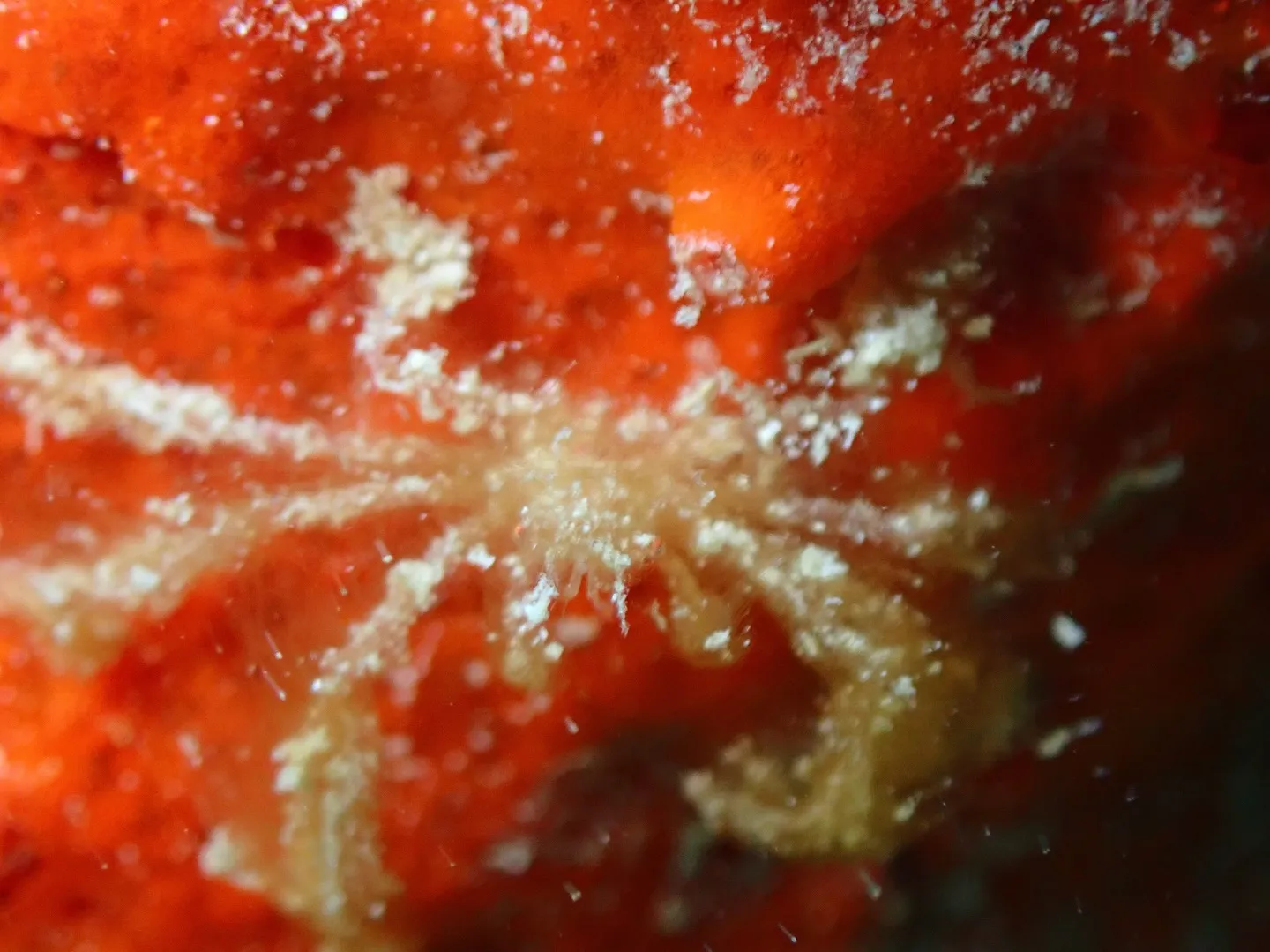 今帰仁マクロダイビング