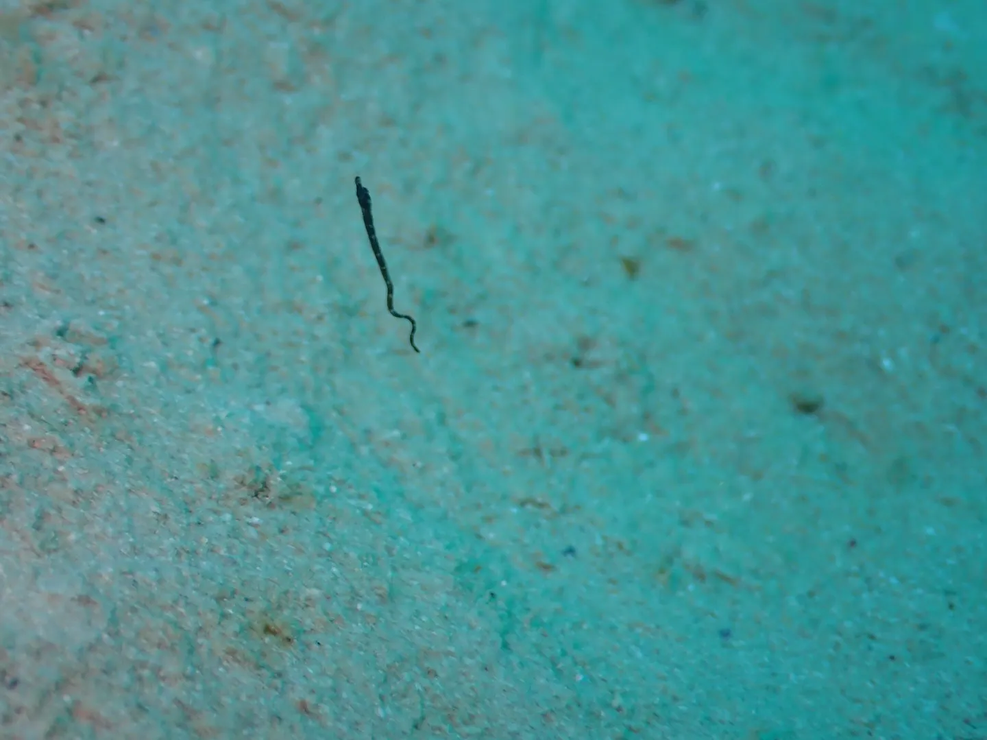 今帰仁マクロダイビング