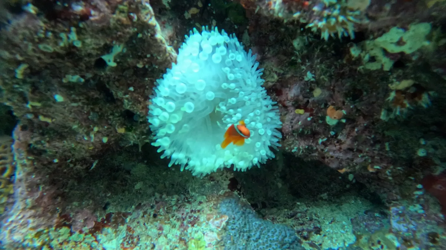 瀬底島ダイビング