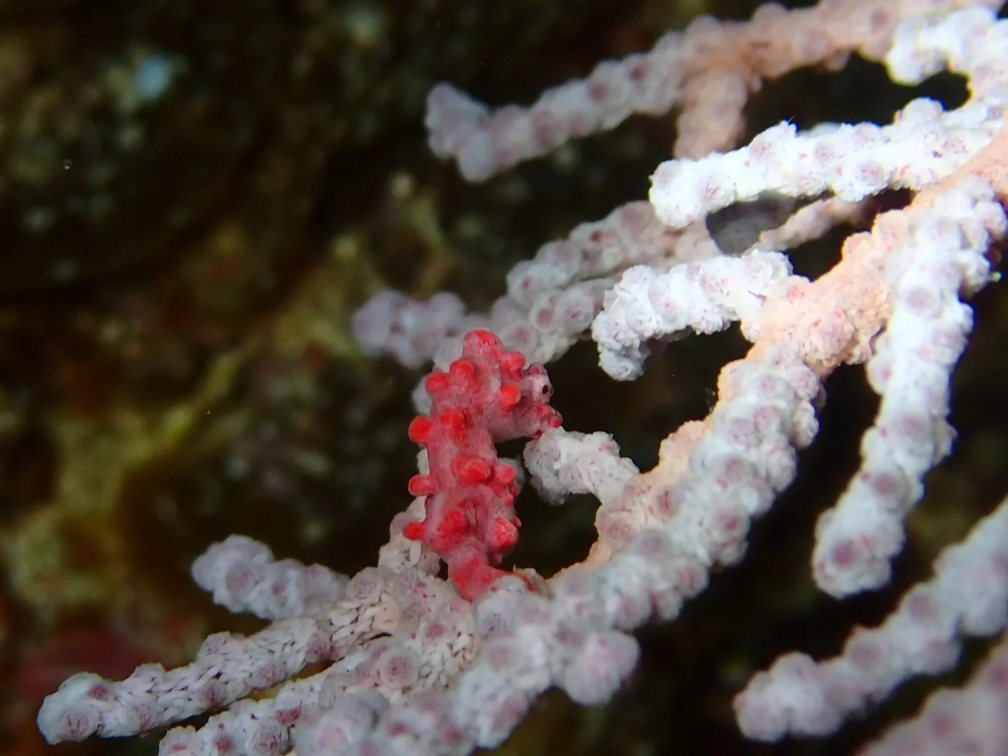 今帰仁ダイビング