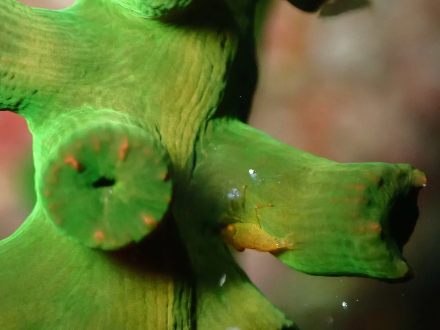 今帰仁ダイビング