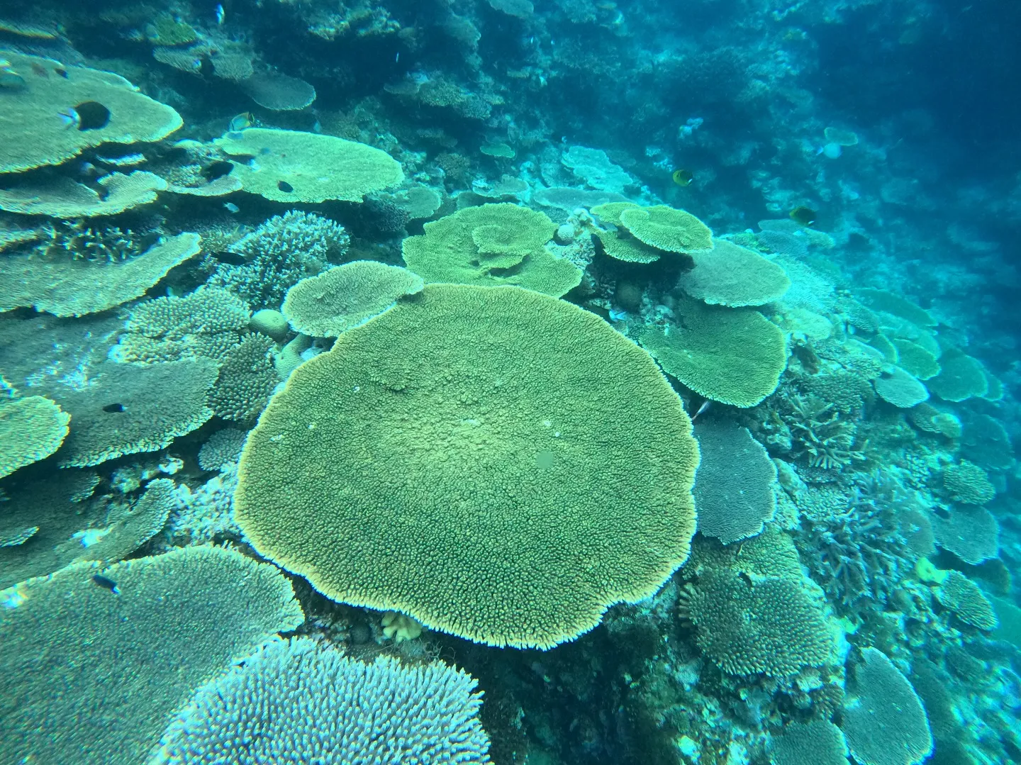 今帰仁ダイビング