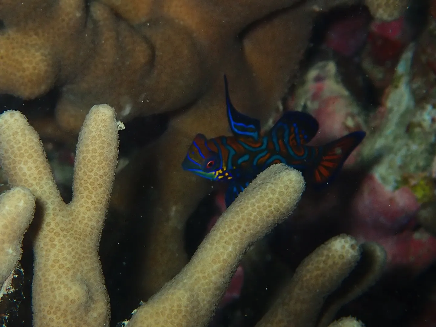 今帰仁ダイビング