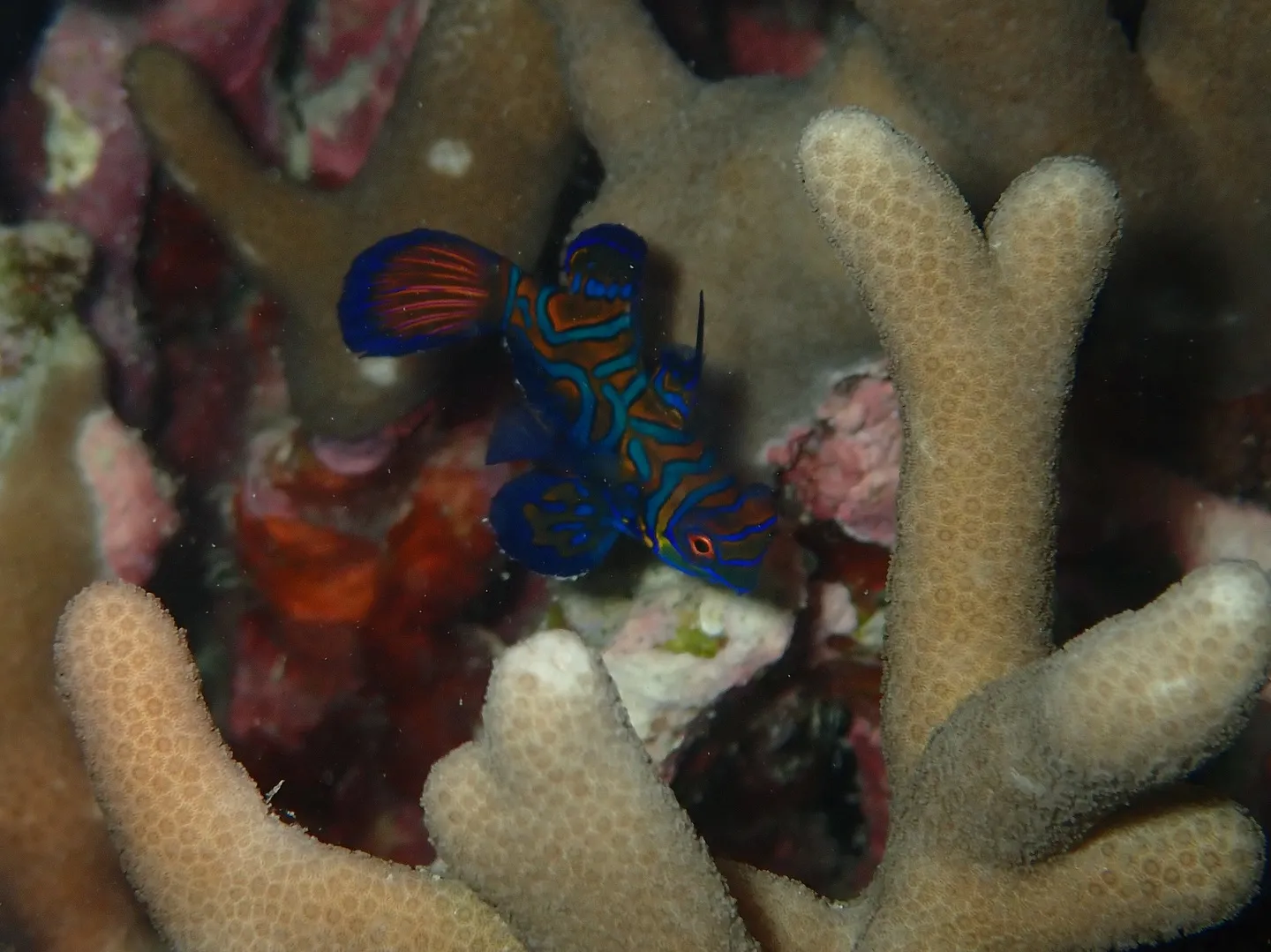 今帰仁ダイビング