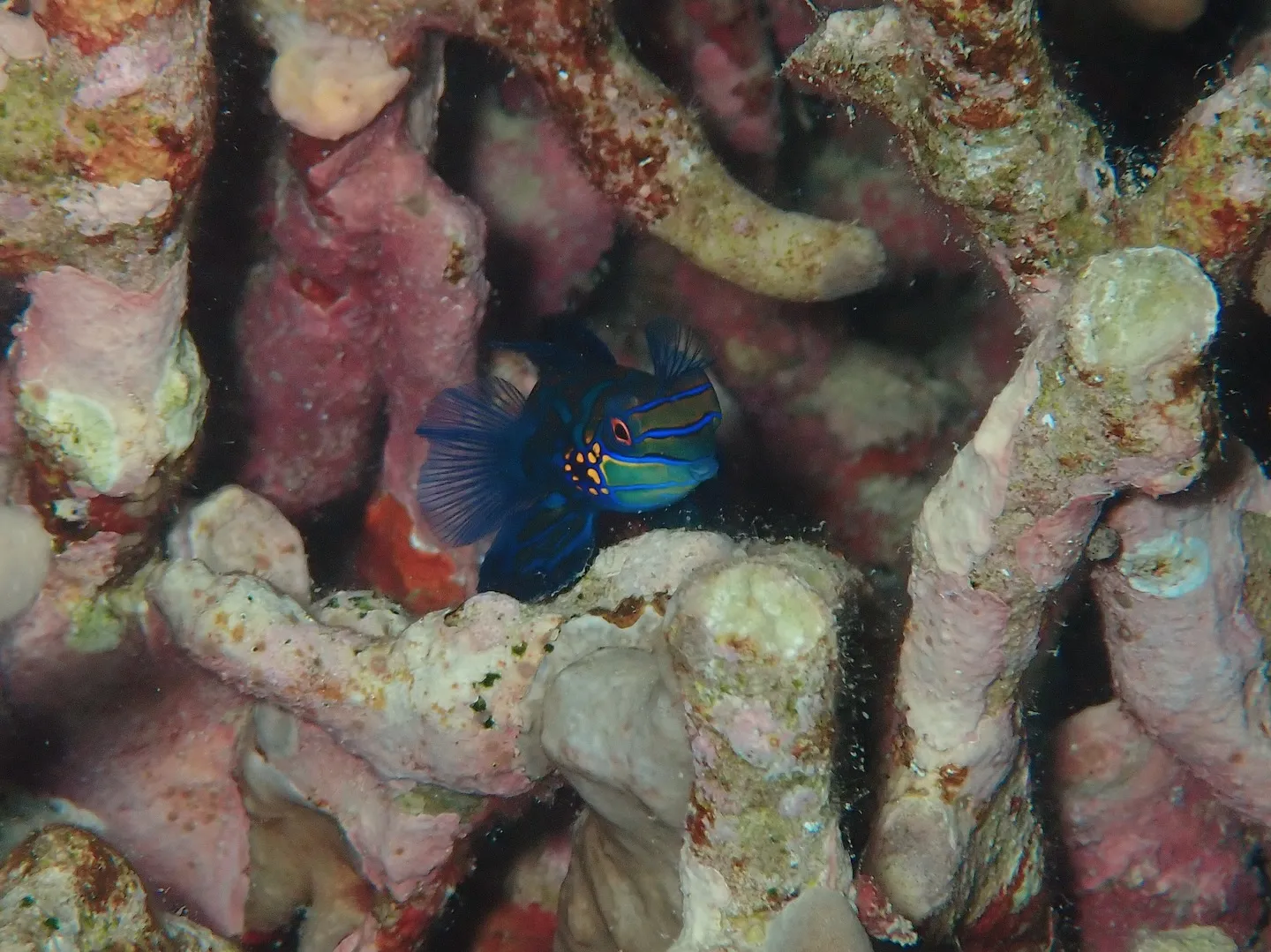 今帰仁ダイビング