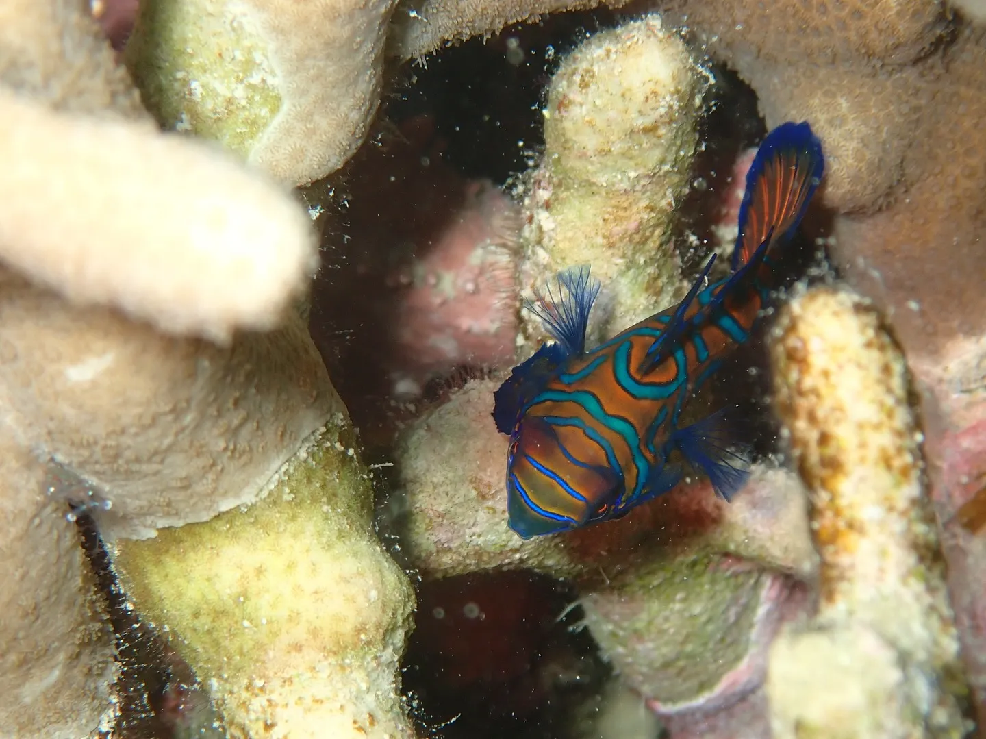 今帰仁ダイビング