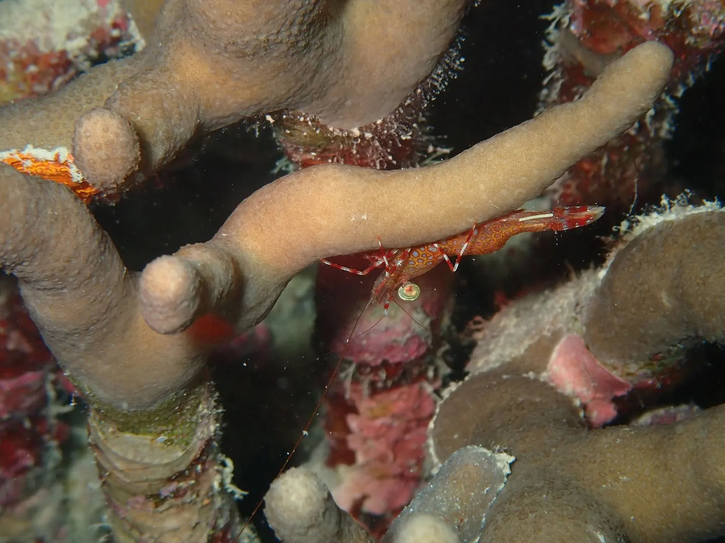 今帰仁ダイビング