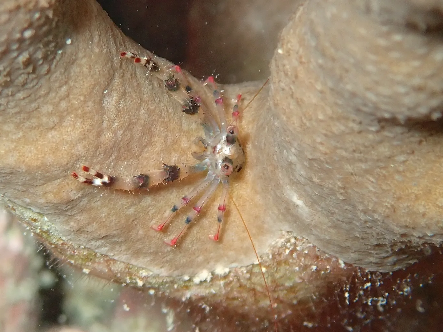 今帰仁ダイビング