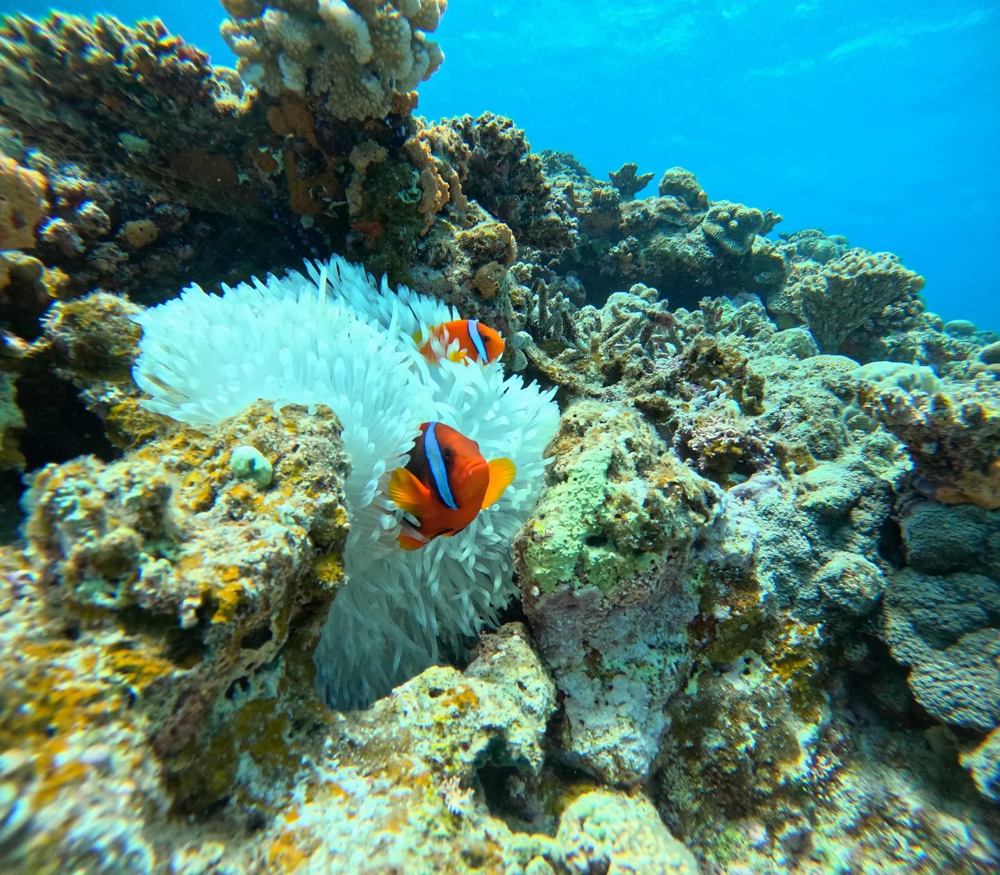 水納島ダイビング