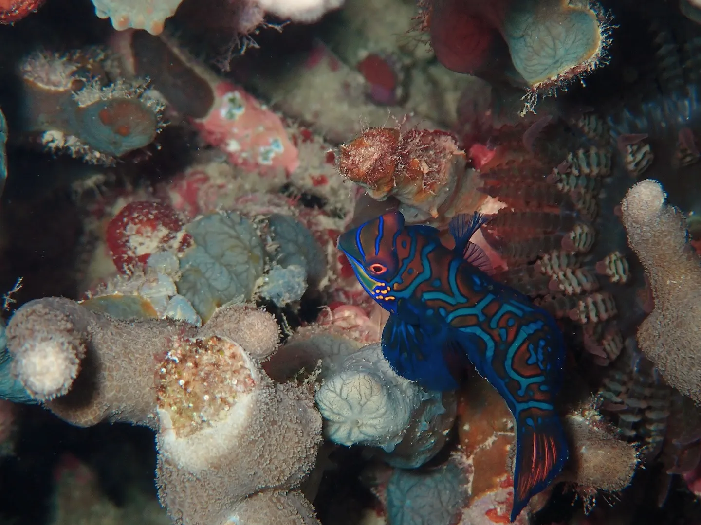 サンセットダイビング