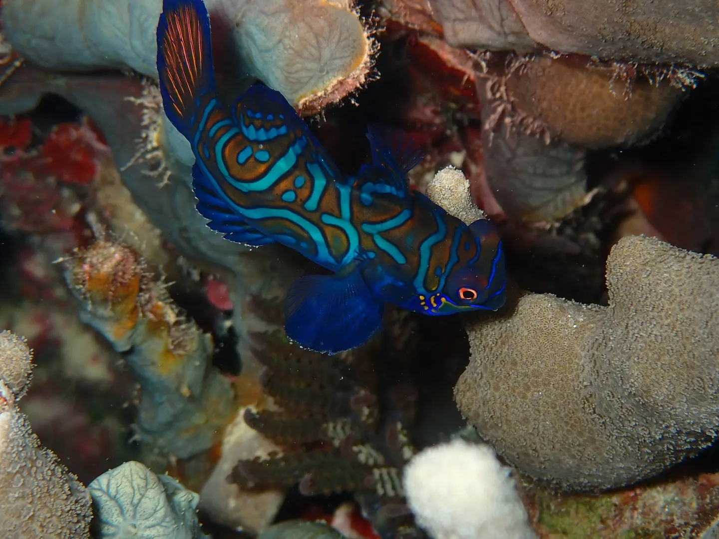 サンセットダイビング