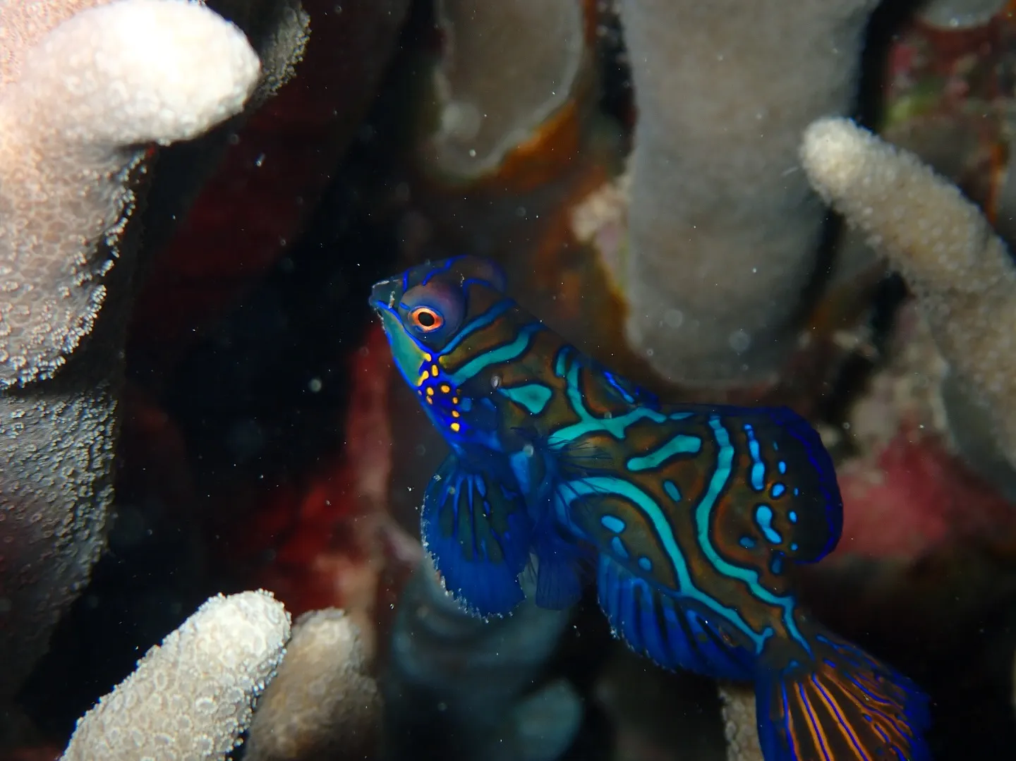 サンセットダイビング