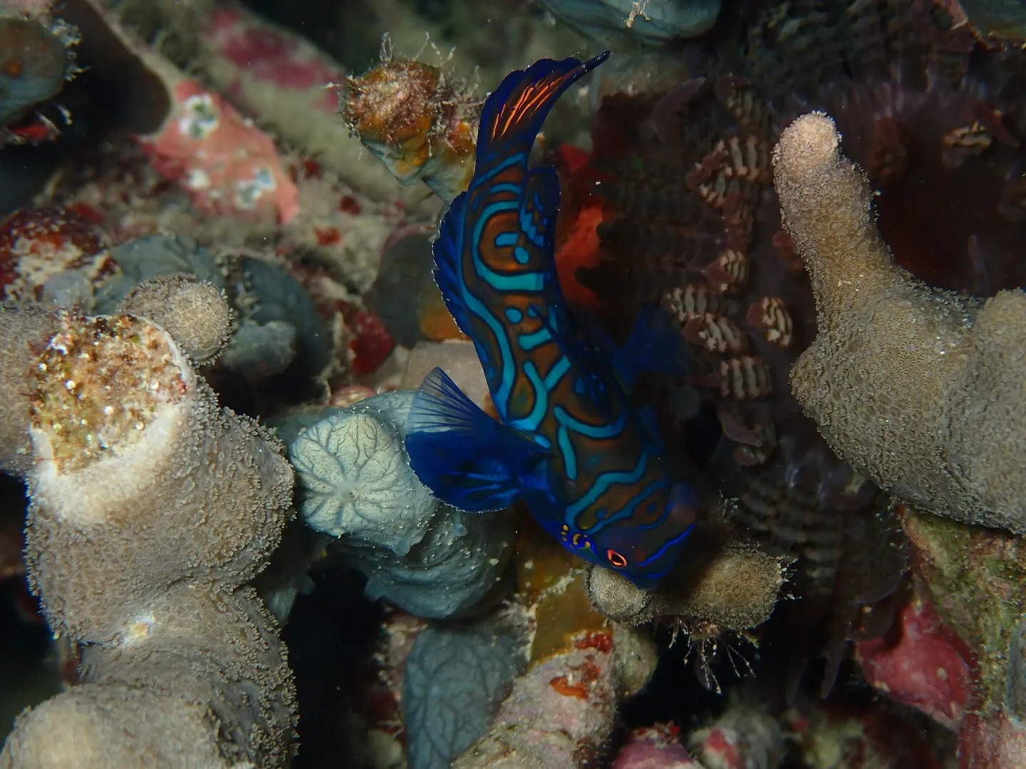 サンセットダイビング