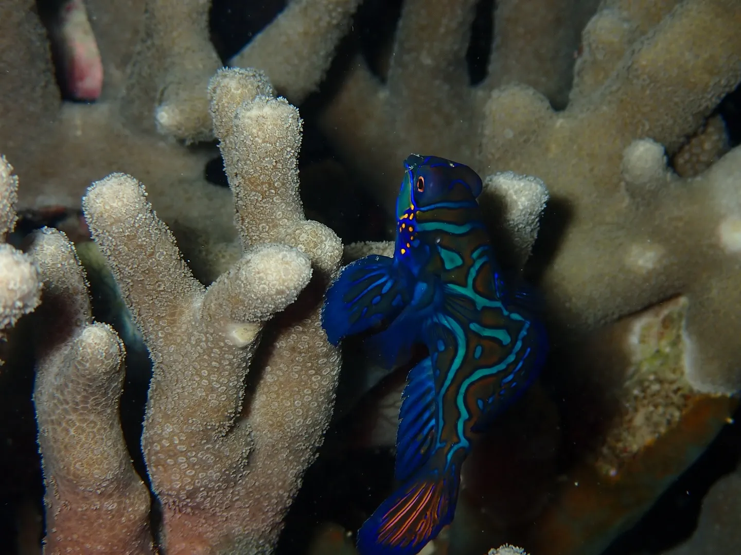 サンセットダイビング