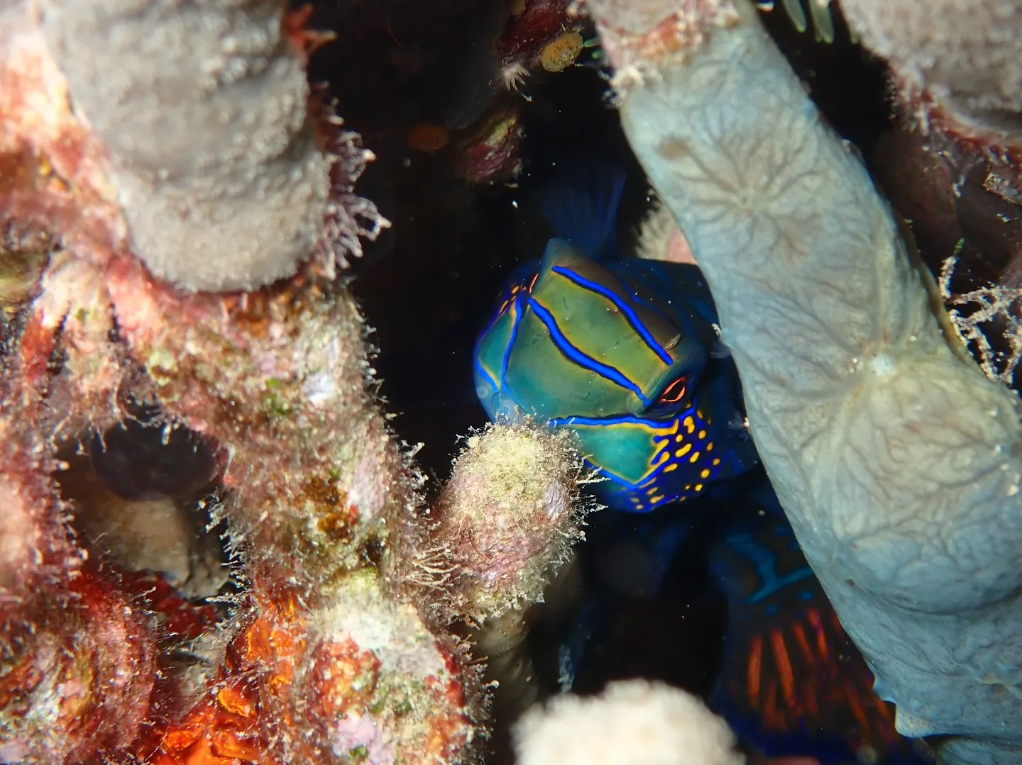 サンセットダイビング