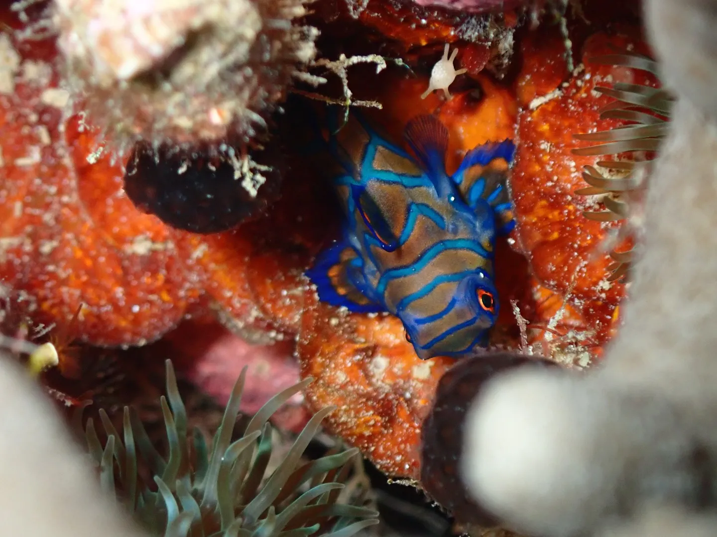 サンセットダイビング