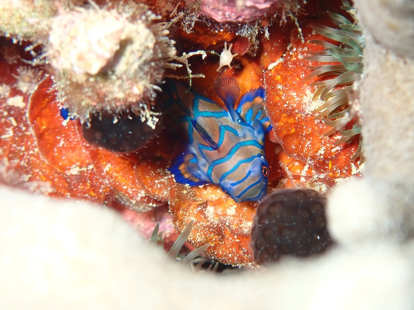 サンセットダイビング