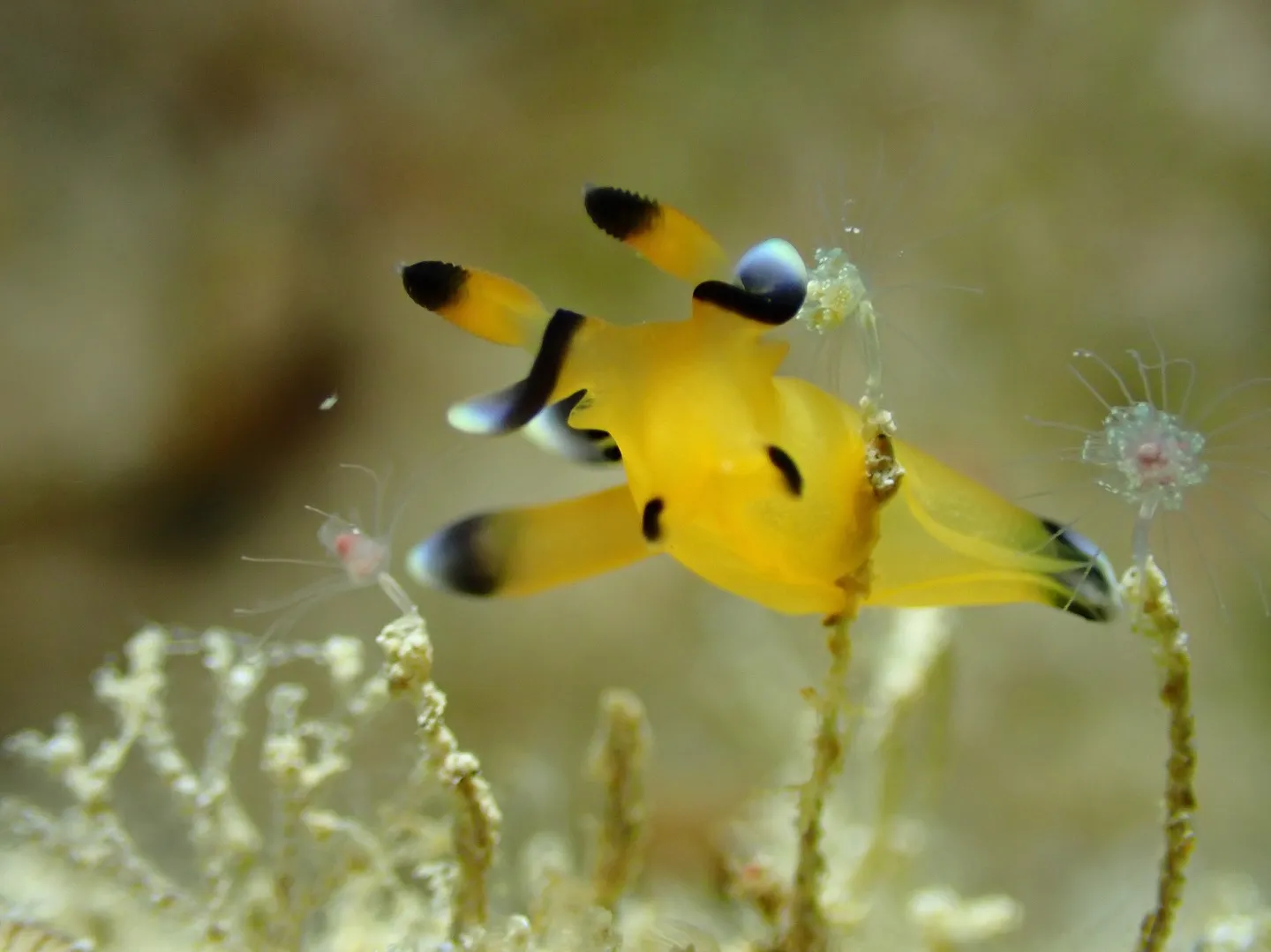 ゴリラチョップダイビング