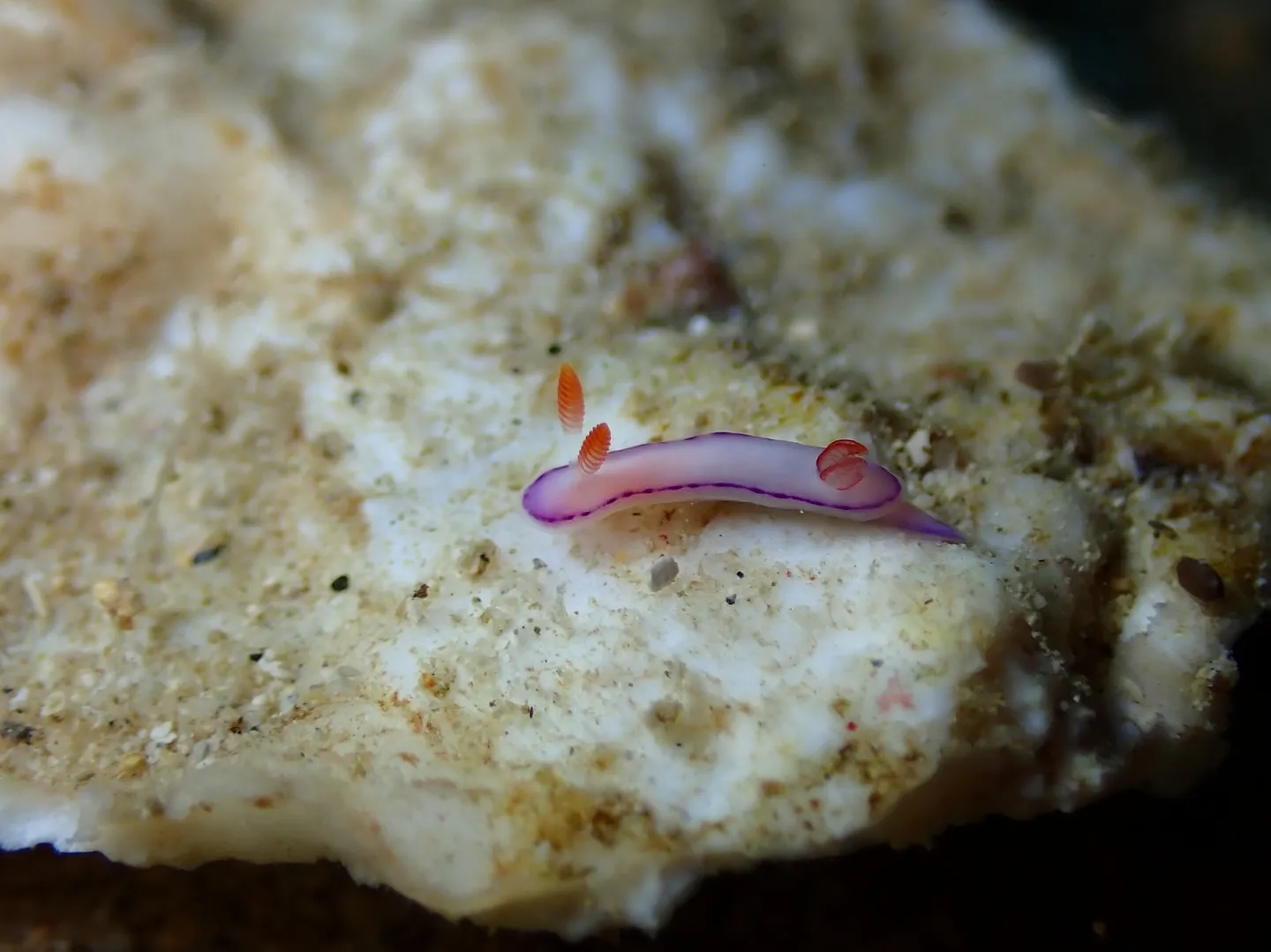 ゴリラチョップダイビング