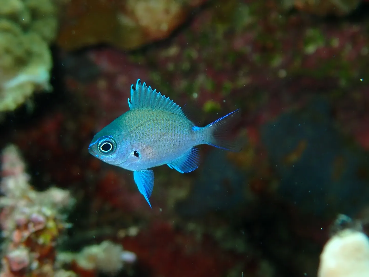 ゴリラチョップダイビング