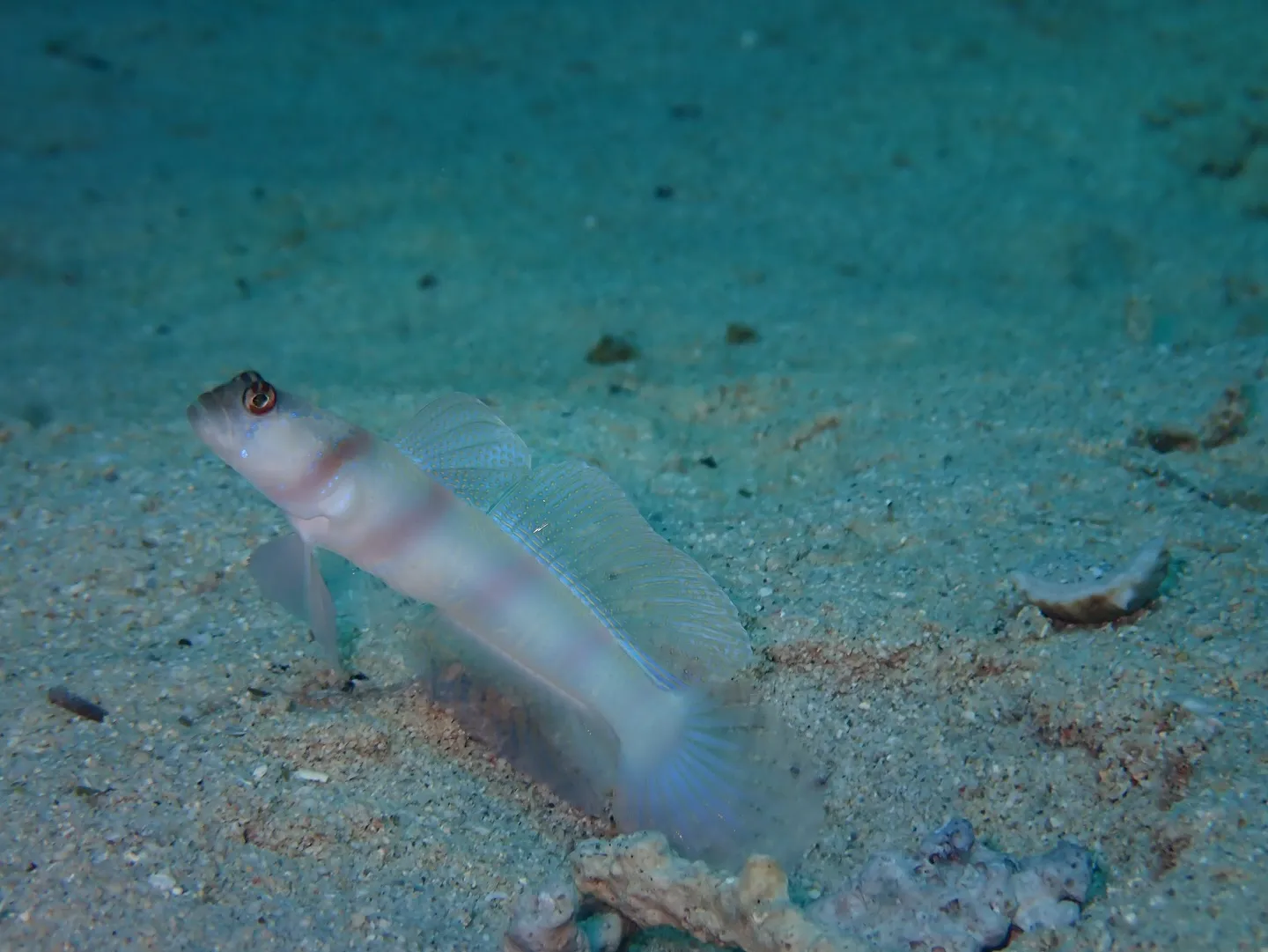 ゴリラチョップダイビング