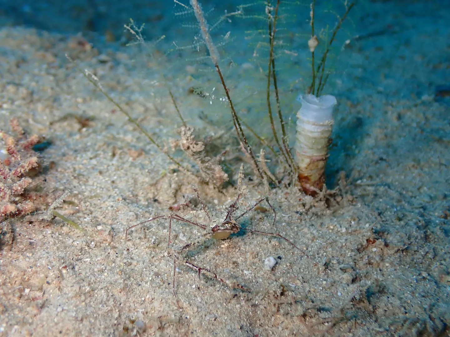 ゴリラチョップダイビング