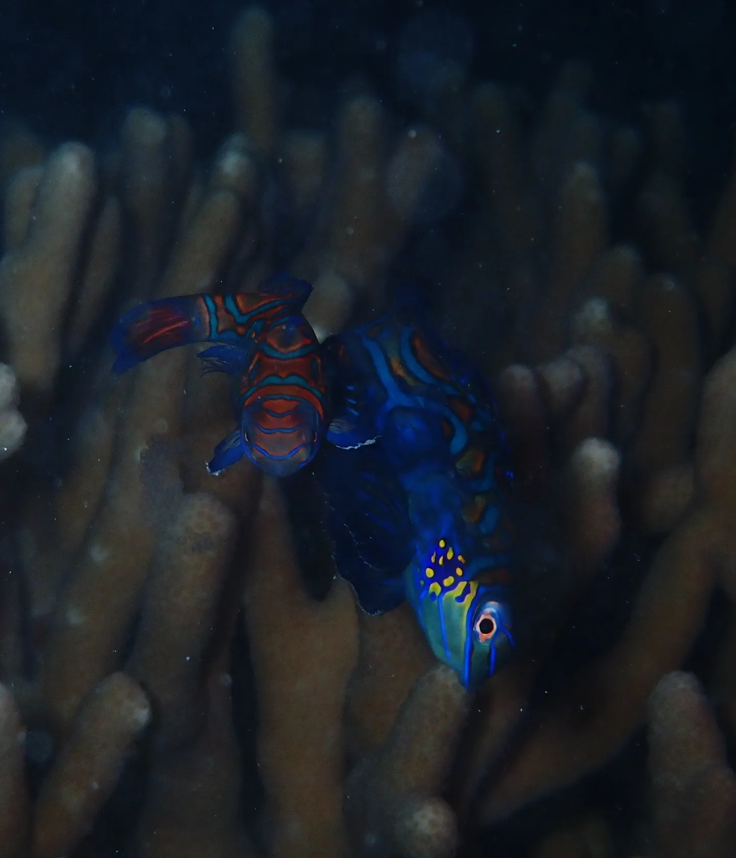 今帰仁ダイビング