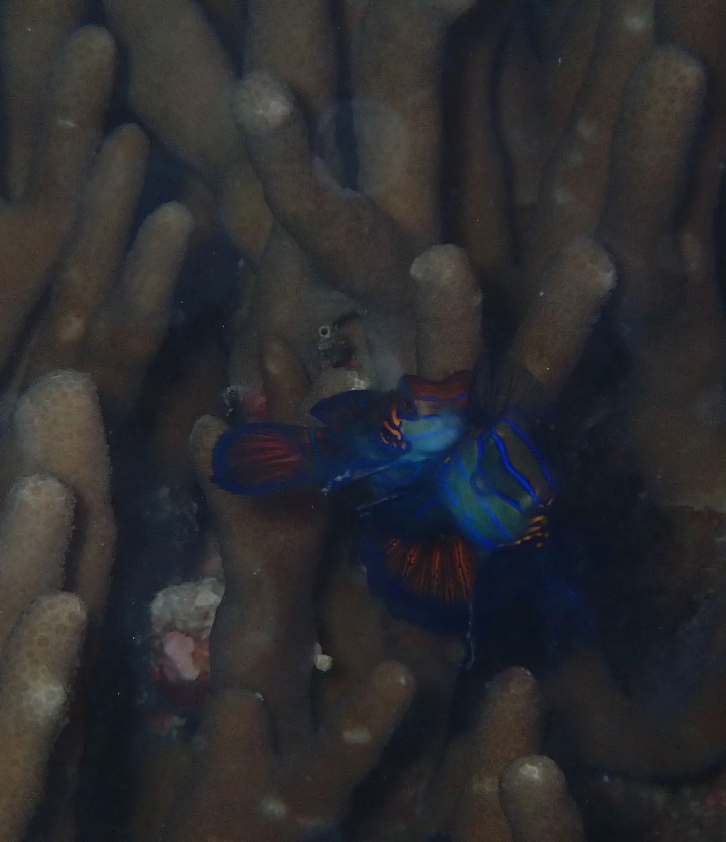 今帰仁ダイビング