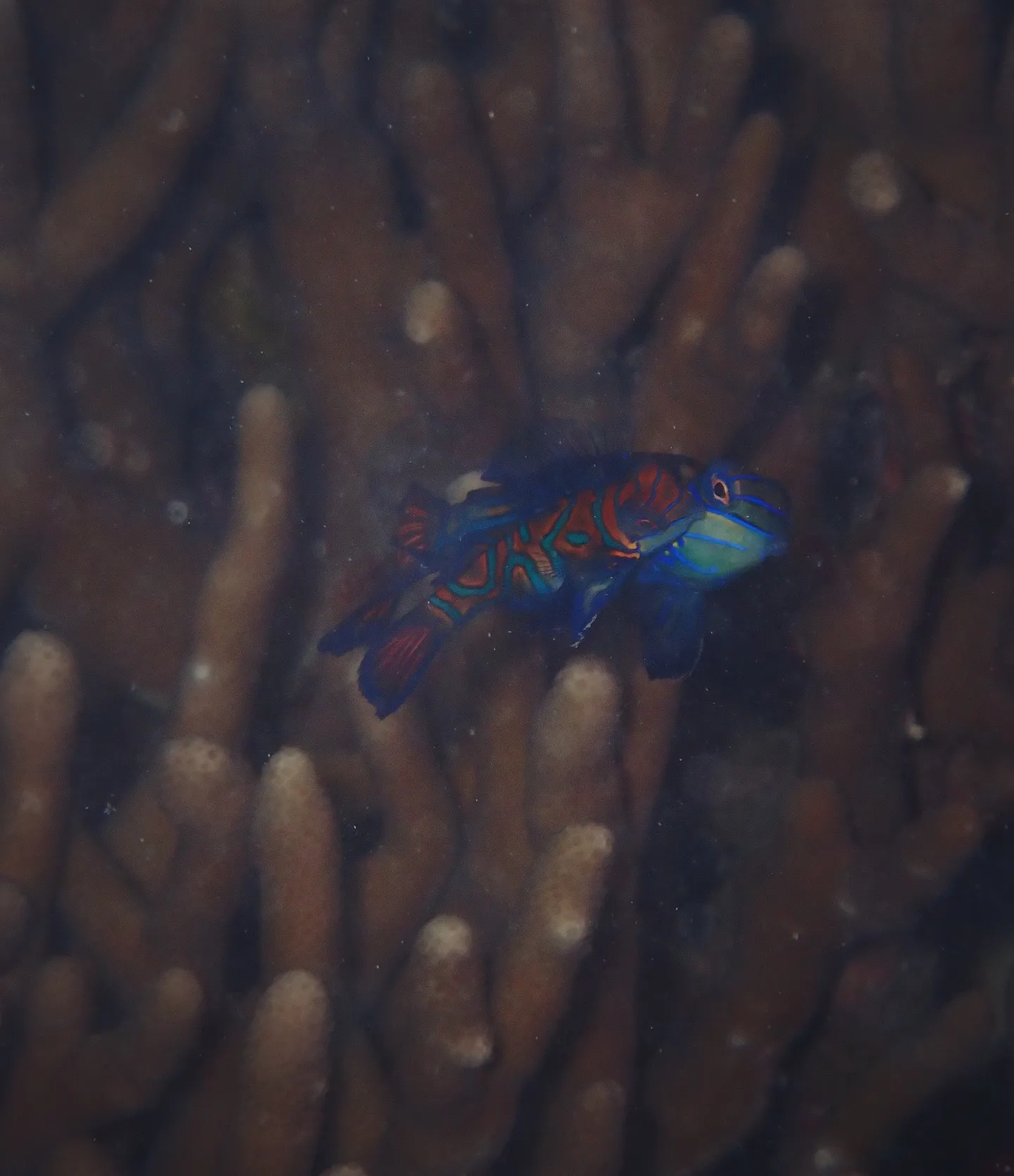 今帰仁ダイビング