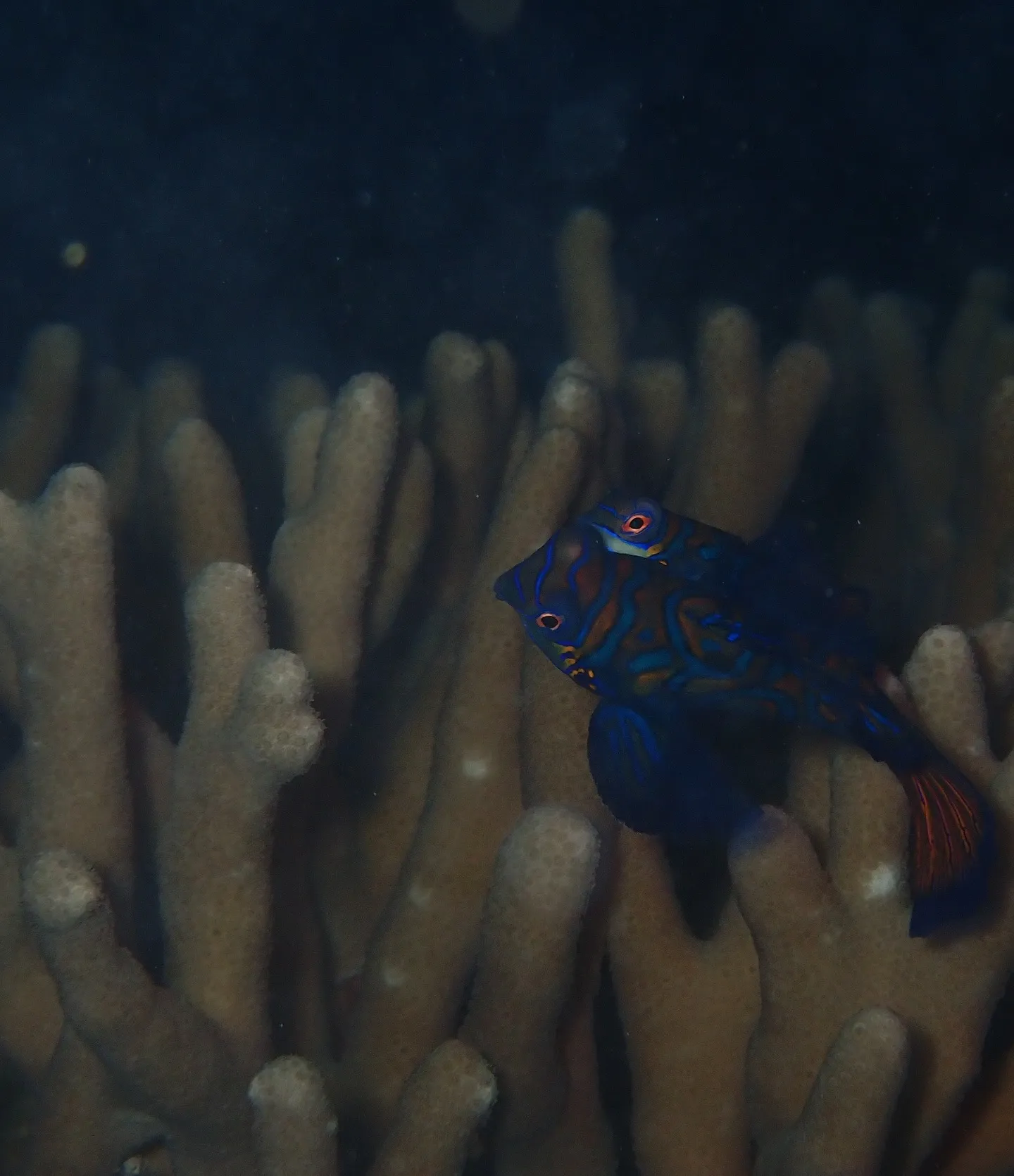 今帰仁ダイビング