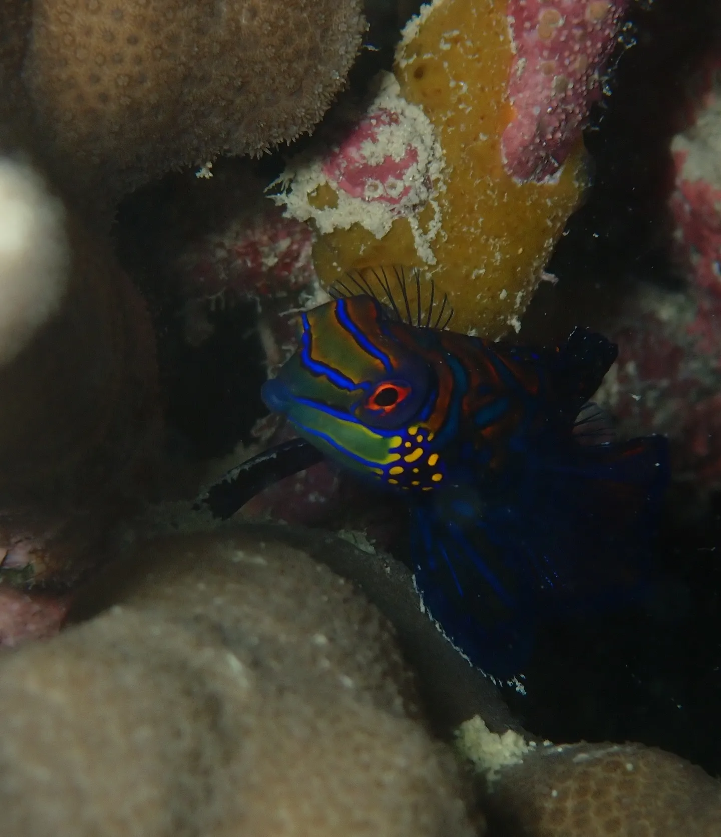 今帰仁ダイビング