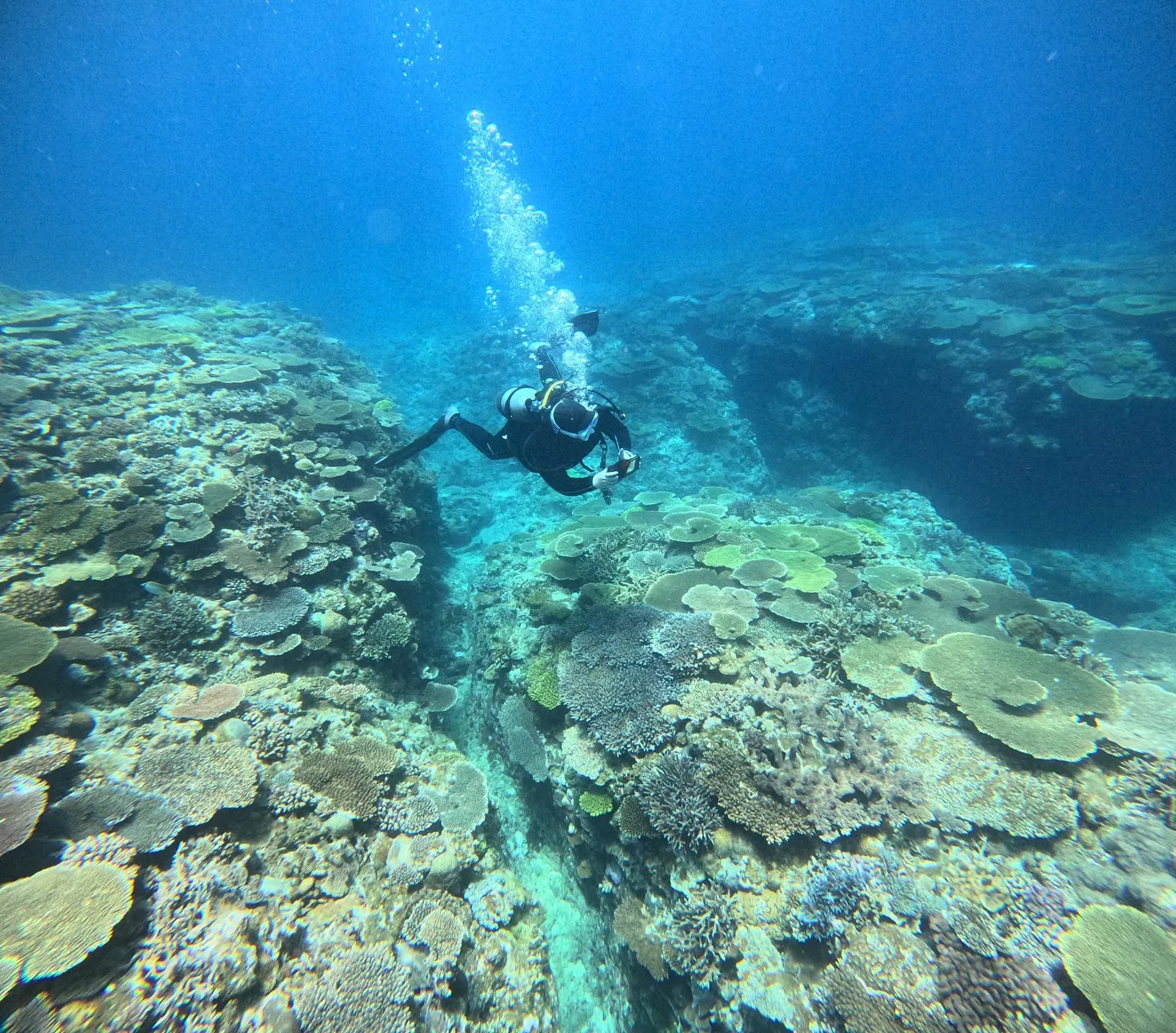 今帰仁ダイビング