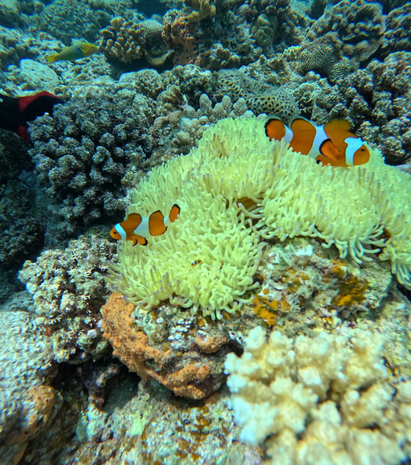 瀬底島ダイビング