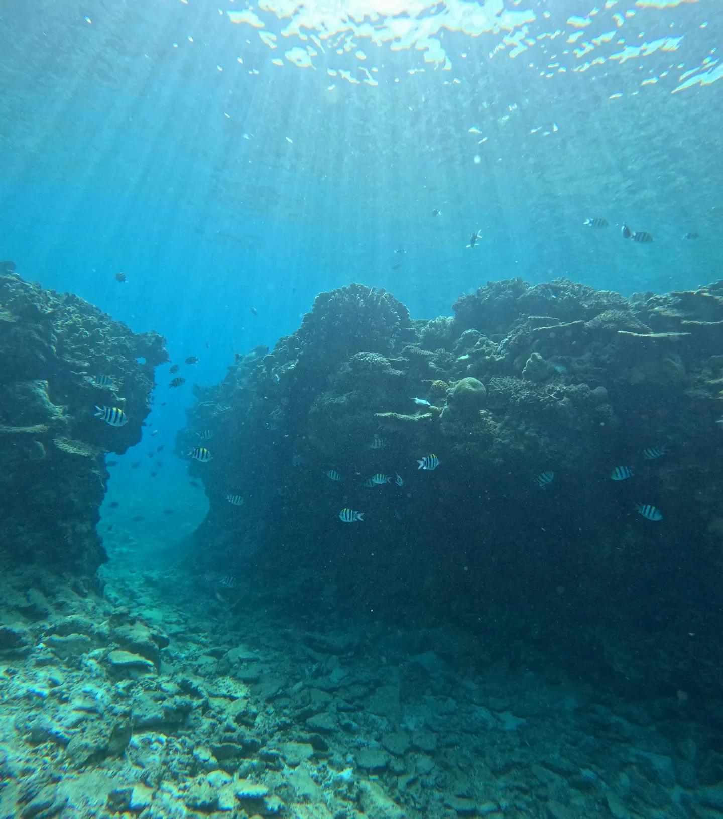 瀬底島ダイビング