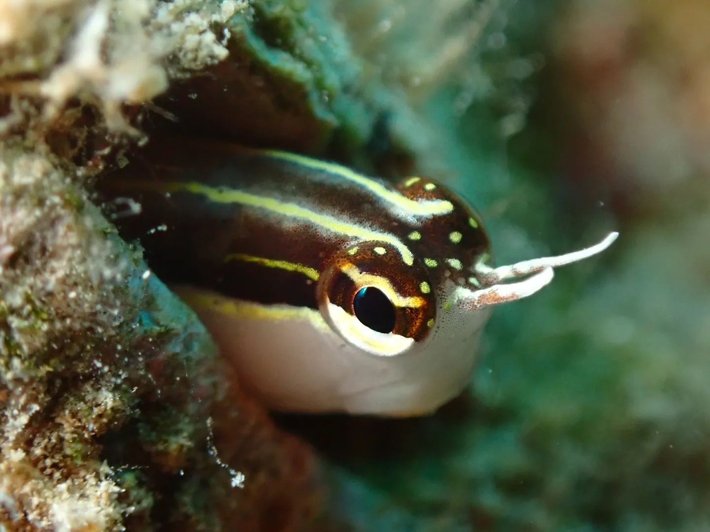 ゴリラチョップダイビング